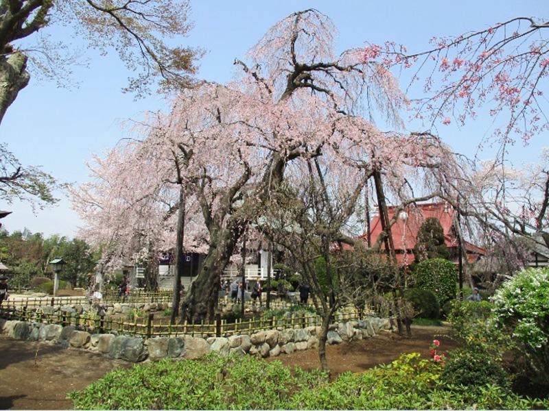 櫻乃丘聖地霊園 天空の郷 - Image 5