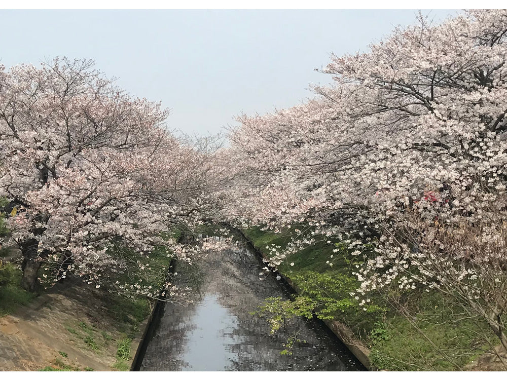 櫻乃里ふなばし聖地 - Image 6