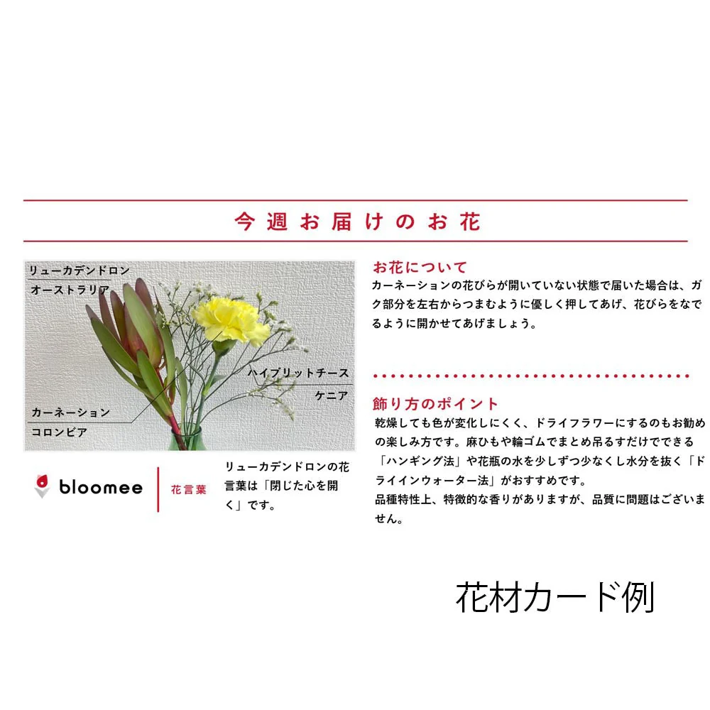 仏花の定期便(週1回・隔週プラン) 3本セット - Image 12